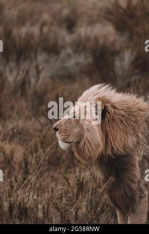 Un leone seduto in un campo Foto Stock