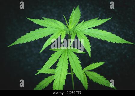 Semi di marijuana semi di canapa verde naturale piccolo germoglio di germogli, semi di cannabis su terreno sfondo scuro, primo piano di piantare canapa semina agricoltura erbe Foto Stock