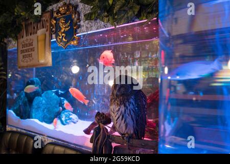 Un gufo in un OWL Cafe a Tokyo, Giappone Foto Stock