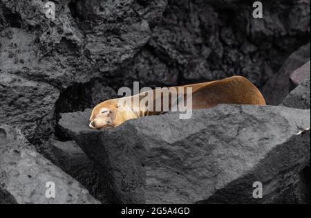 Galapagos pelliccia di foca (Arctocephalus galapagoensis) che dormono su roccia vulcanica, isola di Genovesa, parco nazionale di Galapagos, Ecuador. Foto Stock