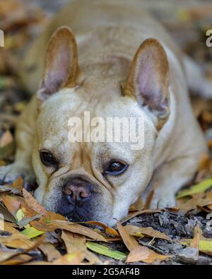 5 anni maschio Bulldog francese riposante nel pavimento della foresta nella California del Nord. Foto Stock