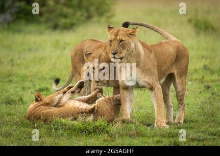 Lionesses stare da cuccioli giocare in erba Foto Stock