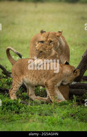 La leonessa guarda il cucciolo di leone che salta su un altro Foto Stock