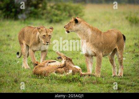 Lionesses stare da cuccioli che giocano in erba Foto Stock