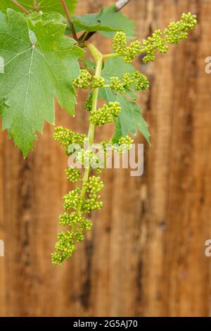 Primo piano grappolo di uve verdi non mature in vigna all'inizio dell'estate. Grappoli di uva prima della fioritura. Profondità di campo bassa. Foto Stock