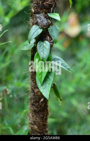 Tronco di albero della giungla con arrampicata Monstera (Monstera deliziosa), felce nido d'uccello, filodendro e foglie verdi orchidee foresta piante di fogliame tropicale Foto Stock