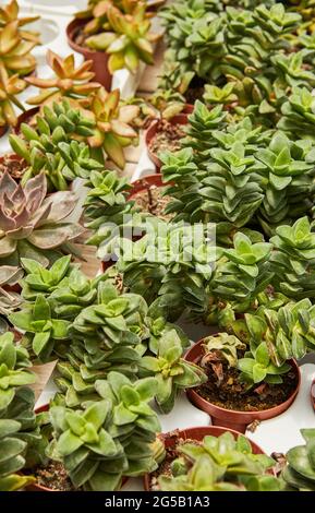 Grande selezione di succulenti verdi che crescono in pentole. Foto Stock