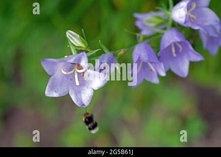 Un Bumble Bee. Bomus Hortorum collecting nector on a Harebell Campanula rotundifolia (Campanulaceae) Foto Stock