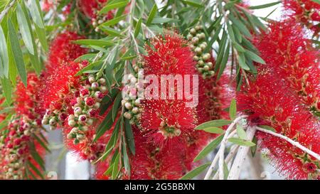 Closeup di bella fioritura delicata fiore di Bottlebrush in Andalusia primavera sole Foto Stock
