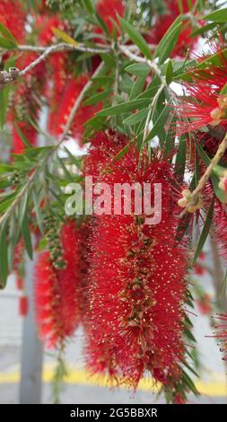 Closeup di bella fioritura delicata fiore di Bottlebrush in Andalusia primavera sole Foto Stock