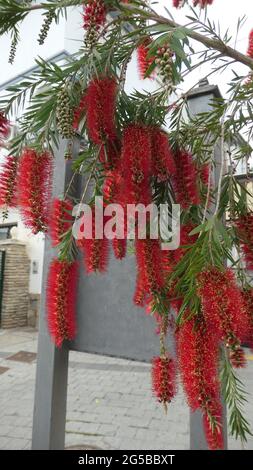 Closeup di bella fioritura delicata fiore di Bottlebrush in Andalusia primavera sole Foto Stock