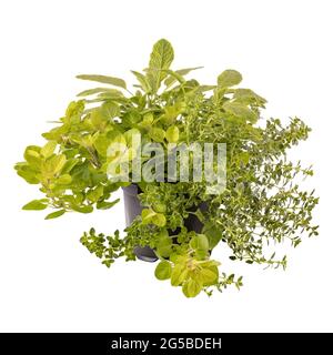 Piante di erbe da cucina in vaso di fiori isolato su sfondo bianco Foto Stock