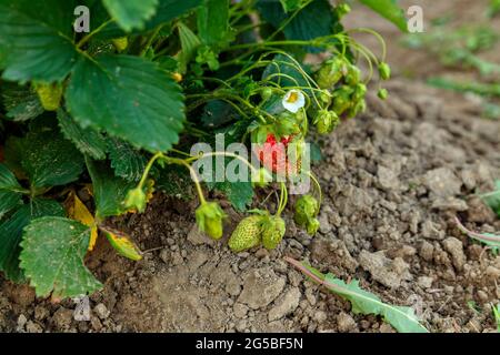 Fragole rosse e verdi tra foglie verdi su terreno scuro. Messa a fuoco selettiva Foto Stock