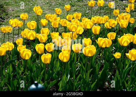 bella fiore tulipano fiorire in tulipano giardino Foto Stock