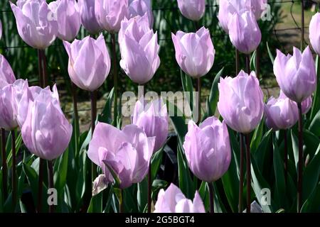 bella fiore tulipano fiorire in tulipano giardino Foto Stock