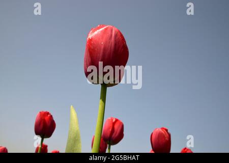 bella fiore tulipano fiorire in tulipano giardino Foto Stock