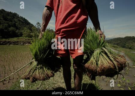 Un allevatore di riso che porta grappoli di giovani piante di riso, camminando sul terrapieno attraverso i campi di riso in una giornata intensa, vicino a Kurra, Tana Toraja, Sulawesi del Sud, Indonesia. Temperature più elevate causate dal riscaldamento globale sono previste per ridurre le rese di raccolto di riso in Indonesia. I cambiamenti nei modelli di El Nino, che influiscono sull'inizio e sulla durata della stagione umida, stanno anche inviando la produzione agricola a uno status vulnerabile. Lo sviluppo di varietà di riso locali nuove, o migliorate, che più resilienti--riecheggiando gli studi recenti in altri paesi--potrebbe essere una delle chiavi da mitigare. Foto Stock