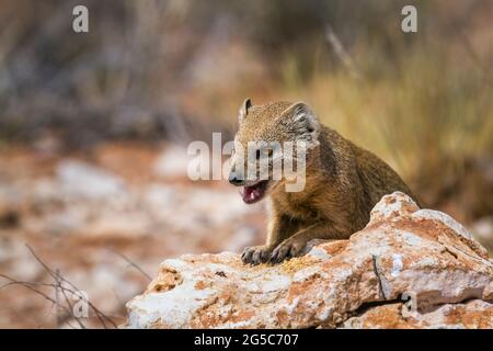 Mongoose gialla con denti in Kgalagadi Transfertier Park, Sudafrica; specie Cynictis penicillata famiglia di Herpestidae Foto Stock