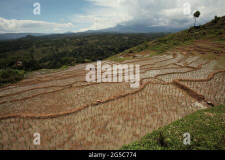 Terrazze di riso in una giornata secca in ottobre vicino a Bambalu, Tana Toraja, Sulawesi del Sud, Indonesia. Temperature più elevate causate dal riscaldamento globale sono previste per ridurre le rese di raccolto di riso in Indonesia. I cambiamenti nei modelli di El Nino, che influiscono sull'inizio e sulla durata della stagione umida, stanno anche inviando la produzione agricola a uno status vulnerabile. Lo sviluppo di varietà di riso locali nuove, o migliorate, che più resilienti--riecheggiando gli studi recenti in altri paesi--potrebbe essere una delle chiavi da mitigare. Foto Stock