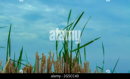 carta da parati vintage diventa una bella carta da parati astratta Foto Stock