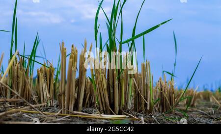 carta da parati vintage diventa una bella carta da parati astratta Foto Stock