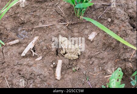 carta da parati vintage diventa una bella carta da parati astratta Foto Stock