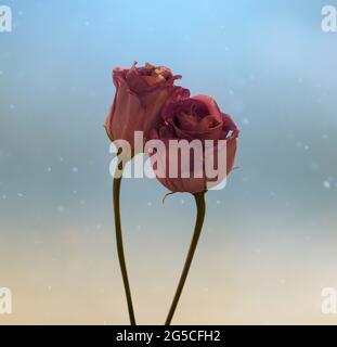 Fiori del Eustoma Foto Stock