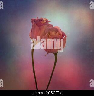 Fiori Aquilegia vulgaris Foto Stock
