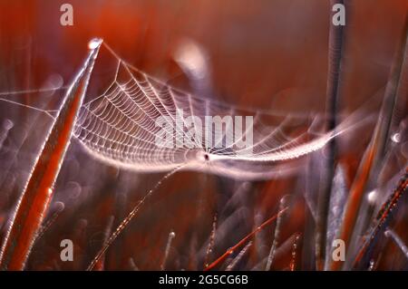 Spider web, una composizione fantasia con un ragno Foto Stock