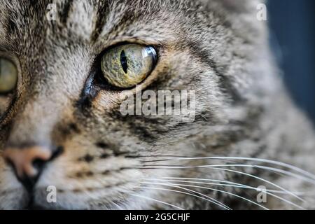Gatto tabby a righe grigie, dettaglio closeup sul suo occhio verde Foto Stock