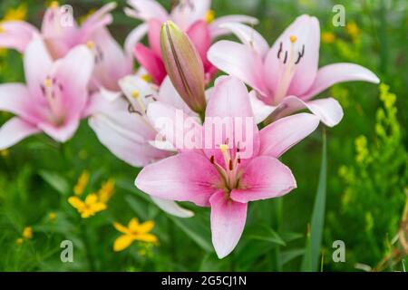 un grappolo di gigli rosa nel giardino anteriore Foto Stock