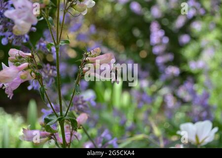 Penstemon digitalis 'Husker Red', penstemone 'Husker Red', in un giardino inglese, visitato da un'ape. Foto Stock