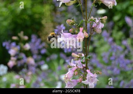 Penstemon digitalis 'Husker Red', penstemone 'Husker Red', in un giardino inglese, visitato da un'ape. Foto Stock