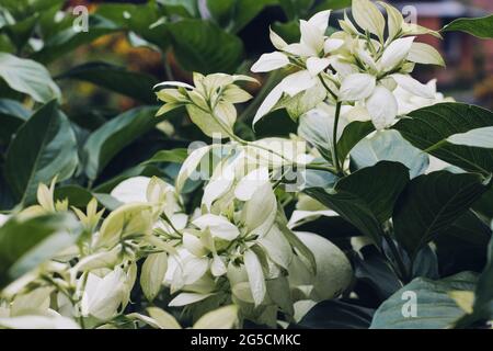 Closeup di fiori di idrangea panicled Foto Stock