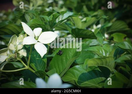 Closeup di fiori di idrangea panicled Foto Stock