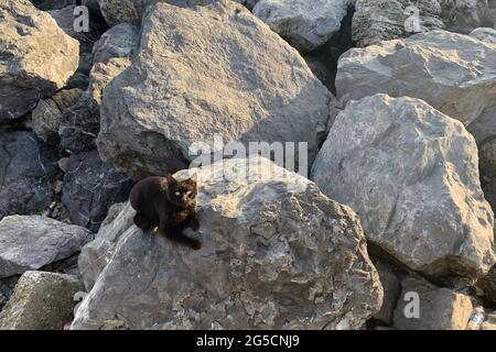 Gatto senza casa seduto su pietre vicino al mare Foto Stock