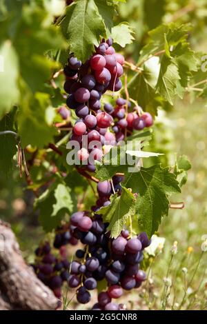 particolare di grappolo di uva scura in vigna Foto Stock