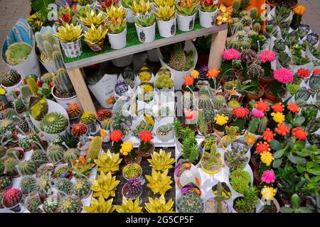 Mosca, Russia, novembre 2019: Un gran numero di succulenti cactus dipinti in oro e rosso in vasi di fiori. Vendita in un negozio di fiori. Foto Stock