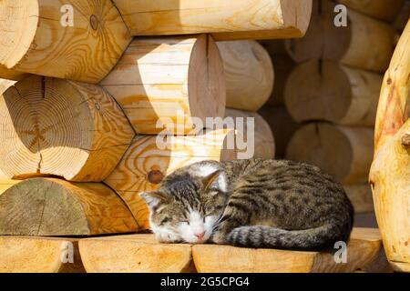 Gatto carino dormire su scala di legno Foto Stock