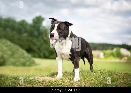Bianco e nero americano Staffordshire Terrier Foto Stock