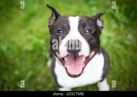 Bianco e nero americano Staffordshire Terrier Foto Stock