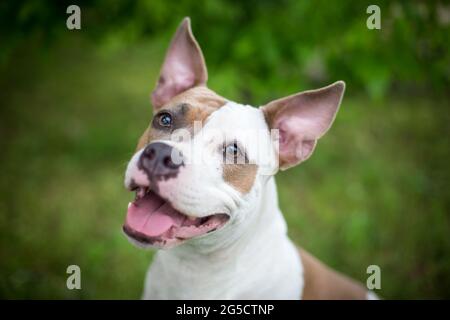 Blue Fawn American Staffordshire Terrier Foto Stock