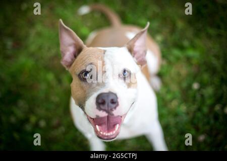 Blue Fawn American Staffordshire Terrier Foto Stock