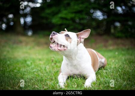 Blue Fawn American Staffordshire Terrier Foto Stock