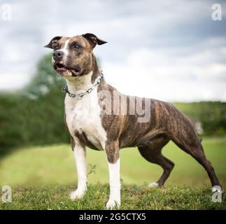 Brindle American Staffordshire Terrier Foto Stock