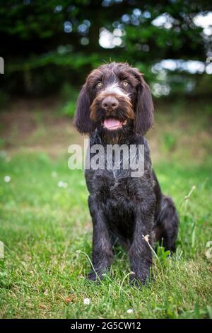 Il tedesco Shorthaired puntatore cucciolo Foto Stock