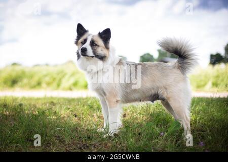 Sheepdog islandese Foto Stock