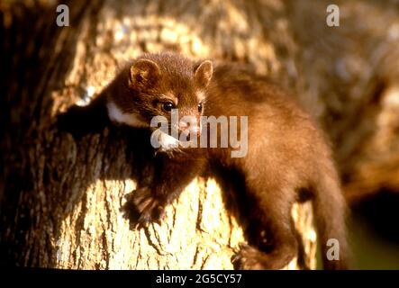 Pietra / Martes foina (Martes foina) giovani in albero, Israele Foto Stock