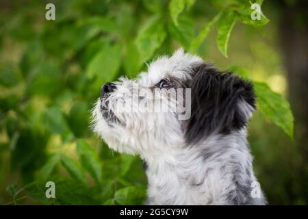 Cane meticcio Foto Stock