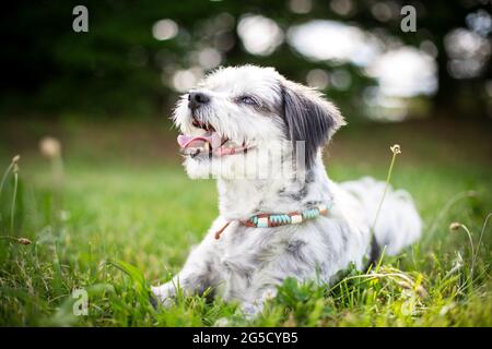Cane meticcio Foto Stock